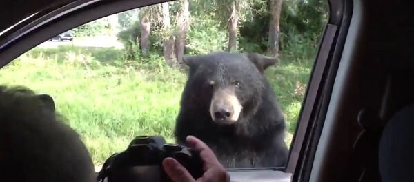 Kids scream as Bear opens van door Kids scream as Bear opens van door - Sputnik International