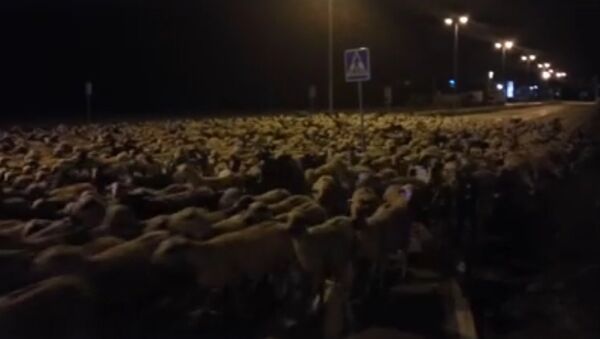 ‘Sheep run’: Hundreds of sheep flee farmer, invade local city in Spain - Sputnik International