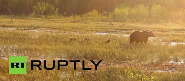 A bear and her cubs on a family outing A bear and her cubs on a family outing - Sputnik International