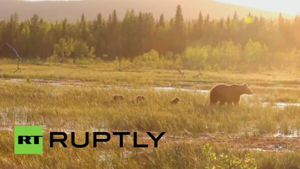 A bear and her cubs on a family outing - Sputnik International