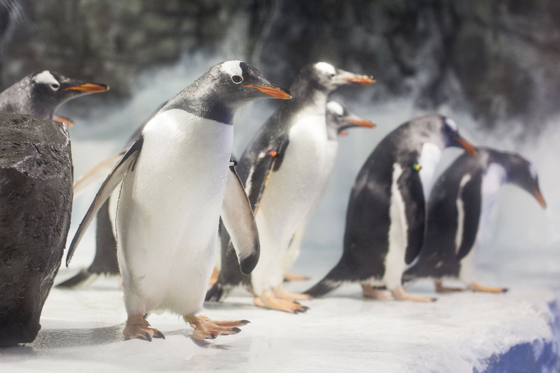 Penguins at the National SEA LIFE Centre in Birmingham. - Sputnik International, 1920, 17.09.2021