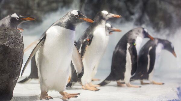 Penguins at the National SEA LIFE Centre in Birmingham. - Sputnik International