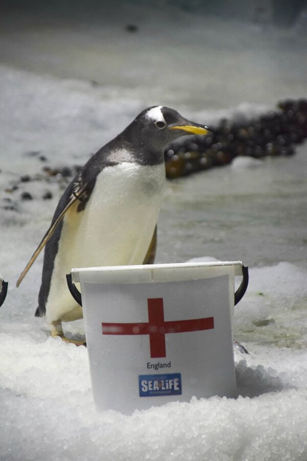A penguin at the National SEA LIFE Centre Birmingham stands in front of a bucket depicting the flag of England. A penguin at the National SEA LIFE Centre Birmingham stands in front of a bucket depicting the flag of England. - Sputnik International