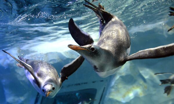 Penguins at the National SEA LIFE Centre in Birmingham. Penguins at the National SEA LIFE Centre in Birmingham. - Sputnik International