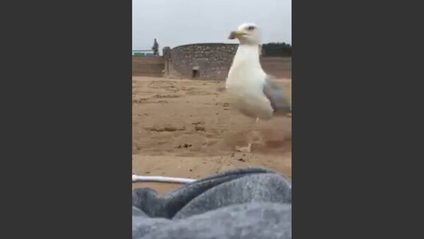 Seagull Snatches iPhone on Beach - Sputnik International