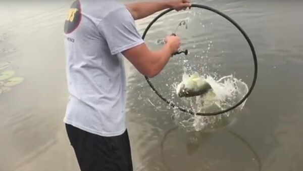The Fish Whisperer Trains a Bass to Jump Through a Hoop - Sputnik International