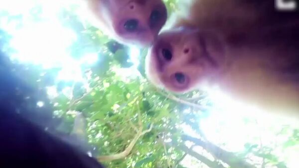 Mischievous Monkey steals GoPro Camera - Sputnik International