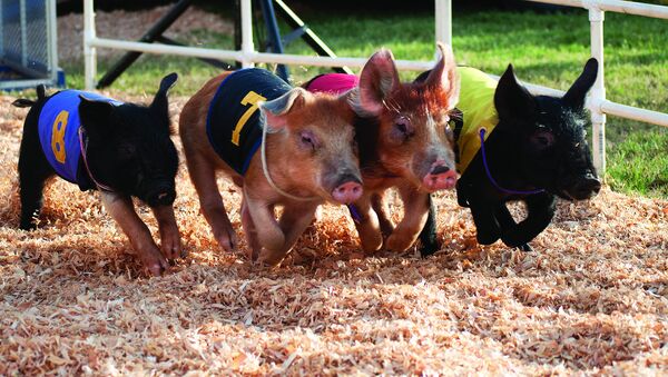 Miniature pigs racing. - Sputnik International