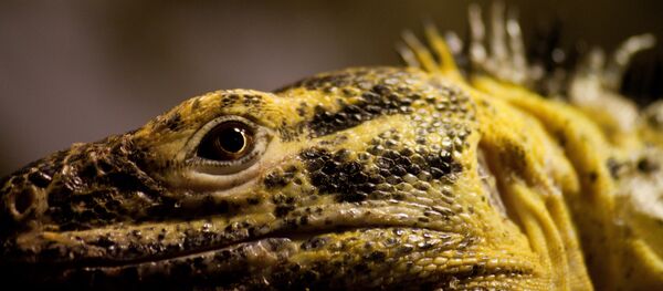 Lizard Lizard - Sputnik International