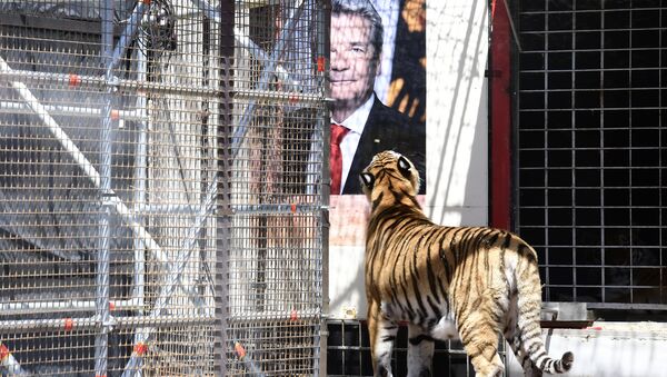 A tiger stands by a poster featuring German president Joachim Gauck during an action by activists of the Center for political beauty (Zentrum fuer Politische Schoenheit) at a socalled arena installed outside the Maxim Gorki Theater in Berlin, on June 16, 2016 as part of their campaign 'Eat Refugees' claiming for the asylum rights of refugees - Sputnik International