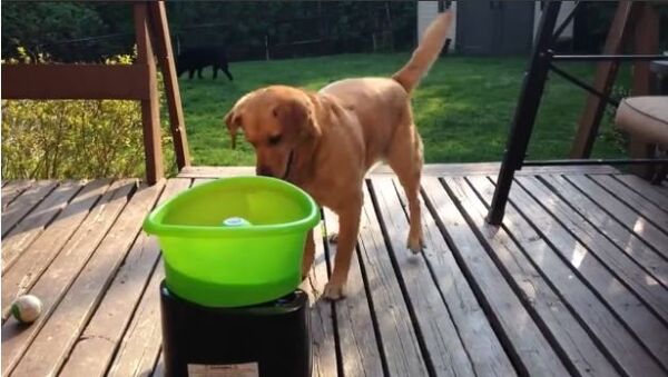 Buddy the Rescue Dog Plays Fetch With His New Toy - Sputnik International