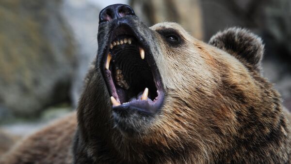80-Year-Old Russian Headbutts Bear, Survives - Sputnik International