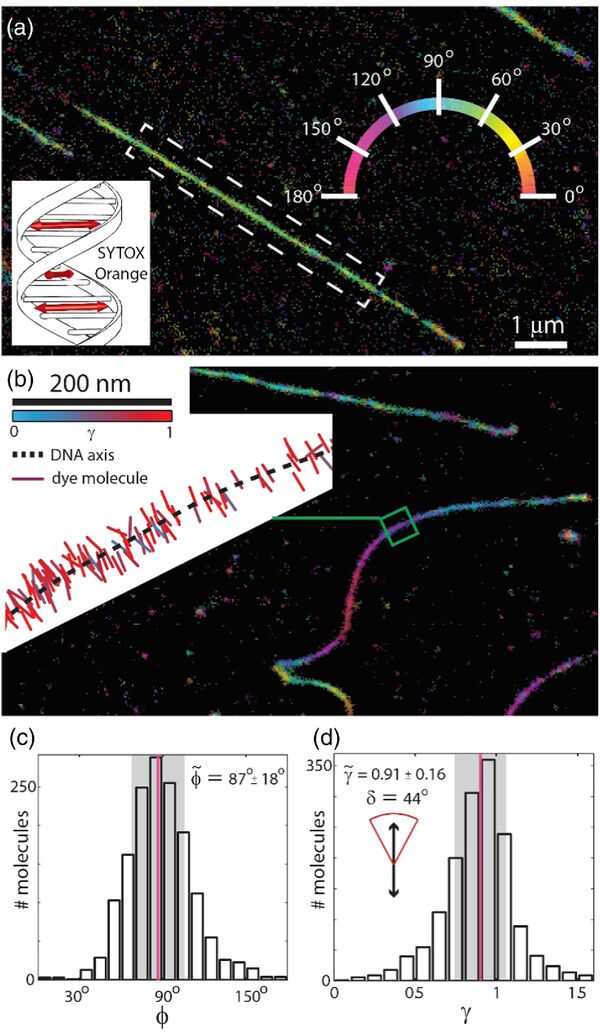 Super-resolved images and single-molecule orientation measurements acquired using the intercalating dye SYTOX Orange Super-resolved images and single-molecule orientation measurements acquired using the intercalating dye SYTOX Orange - Sputnik International