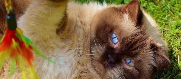 Cat - Sputnik International