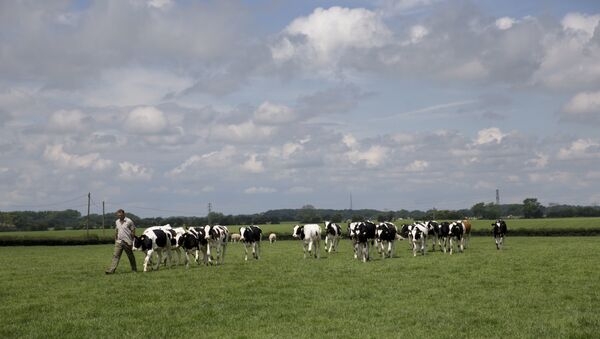 Farmer Robert Warnock walks with his Holstein Friesian cattle on Capel Church Farm, in the village of Capel-le-Ferne, near Folkestone, south east England - Sputnik International