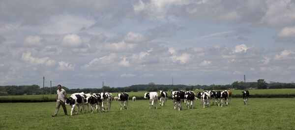 Farmer Robert Warnock walks with his Holstein Friesian cattle on Capel Church Farm, in the village of Capel-le-Ferne, near Folkestone, south east England Farmer Robert Warnock walks with his Holstein Friesian cattle on Capel Church Farm, in the village of Capel-le-Ferne, near Folkestone, south east England - Sputnik International