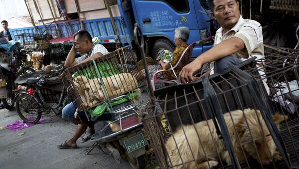 Vendors wait for buyers next to the dogs in cages for sale at a market ahead of a dog meat festival in Yulin in south China's Guangxi Zhuang Autonomous Region - Sputnik International