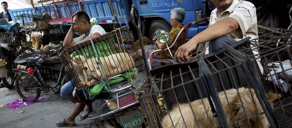 Vendors wait for buyers next to the dogs in cages for sale at a market ahead of a dog meat festival in Yulin in south China's Guangxi Zhuang Autonomous Region Vendors wait for buyers next to the dogs in cages for sale at a market ahead of a dog meat festival in Yulin in south China's Guangxi Zhuang Autonomous Region - Sputnik International