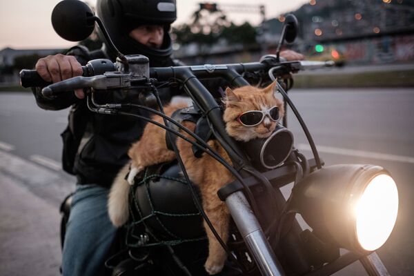 A biker shows his 12-year-old cat Chiquinho, which always rides with him on his motorbike in Rio de Janeiro, Brazil, June 19, 2016. - Sputnik International