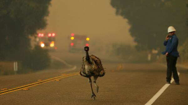 Страус убегает из зоны лесных пожаров в Калифорнии, США - Sputnik International
