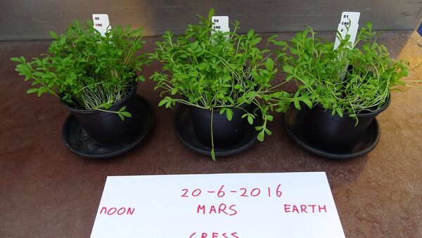 Crops Grown on 'Mars' Soil Safe to Eat - Sputnik International