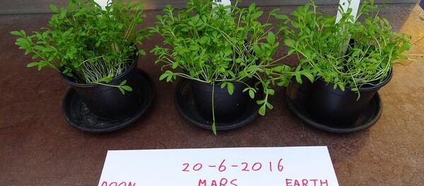 Crops Grown on 'Mars' Soil Safe to Eat - Sputnik International