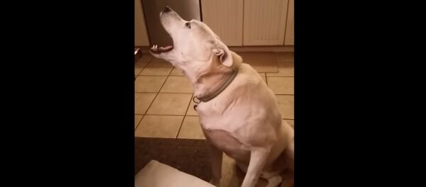 Talking dog engages in hilarious conversation - Sputnik International
