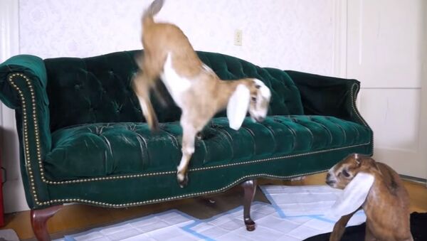 Baby Goat Learns to Jump on Couch - Sputnik International