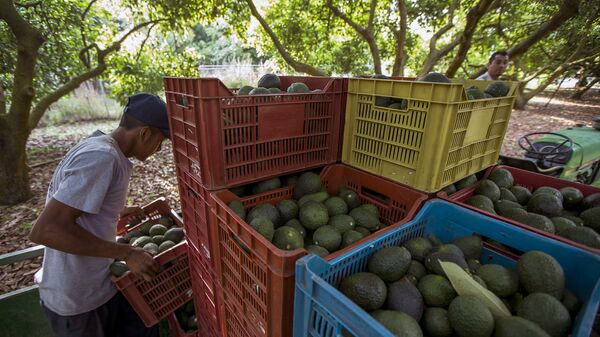 Men work during the harvest of avocado at an orchard in Uruapan municipality, Michoacan State, Mexico on April 6, 2016 - Sputnik International