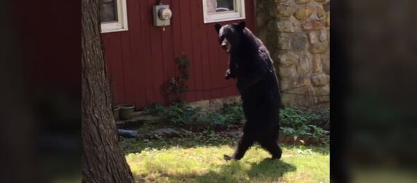 Pedals bipedal bear sighting - Sputnik International