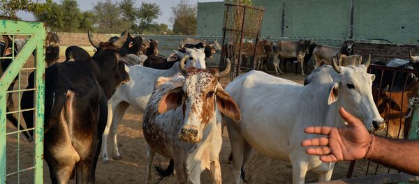 In this photograph taken on November 5, 2015, cows gather at a cow shelter owned by Babulal Jangir, a rustic self-styled leader of cow raiders, and Gau Raksha Dal (Cow Protection Squad) in Taranagar in the desert state of Rajasthan In this photograph taken on November 5, 2015, cows gather at a cow shelter owned by Babulal Jangir, a rustic self-styled leader of cow raiders, and Gau Raksha Dal (Cow Protection Squad) in Taranagar in the desert state of Rajasthan - Sputnik International