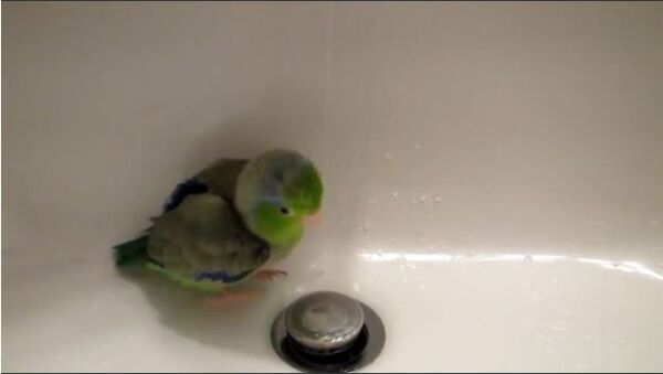 This Cute Parrotlet Really Enjoys a Shower - Sputnik International