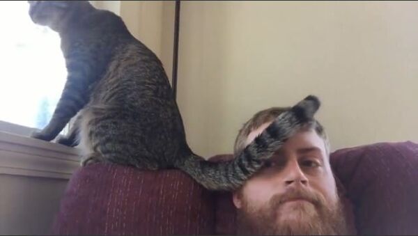 Cat Slaps Tail Across Owner's Face - Sputnik International