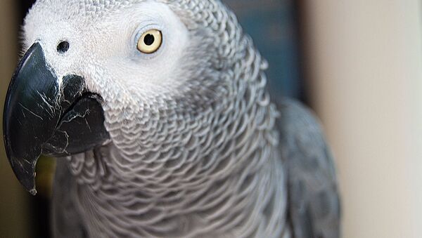 African Grey Parrot - Sputnik International