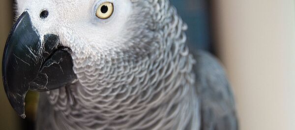 African Grey Parrot - Sputnik International