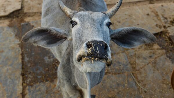 In this photograph taken on November 5, 2015, a cow looks on at a cow shelter owned by Babulal Jangir, a rustic self-styled leader of cow raiders, and Gau Raksha Dal (Cow Protection Squad) in Taranagar in the desert state of Rajasthan - Sputnik International