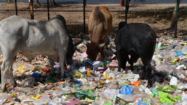 Indian cows eat from a pile of roadside trash in Gandhinagar, capital of western India's Gujarat state, some 30 km from Ahmedabad, on April 13, 2016 - Sputnik International