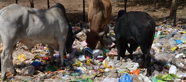 Indian cows eat from a pile of roadside trash in Gandhinagar, capital of western India's Gujarat state, some 30 km from Ahmedabad, on April 13, 2016 - Sputnik International