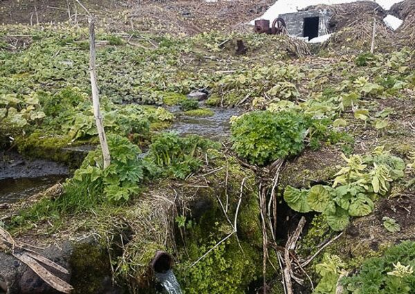Matua Island - Sputnik International