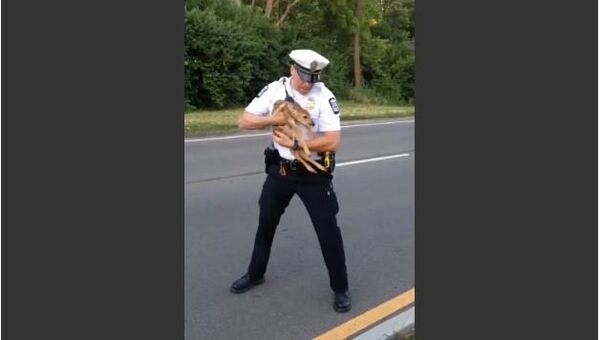 Police Officer Rescues Confused Fawn From Road - Sputnik International