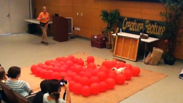 Fastest time to pop 100 balloons by a dog - Guinness World Records - Sputnik International