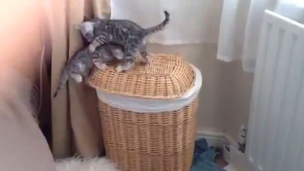 Bengal Kitten Buddies Play - Sputnik International