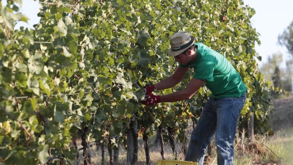 A farmer picks grapes for harvest in the Villa Germaine vineyards of Ariccia, on the outskirts of Rome. (File) - Sputnik International