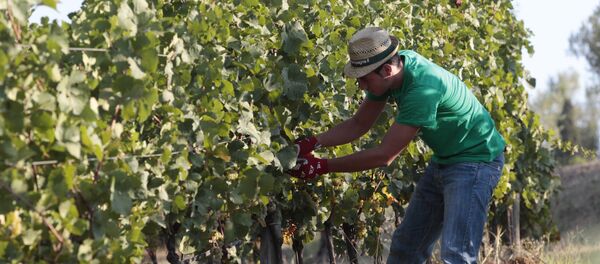 A farmer picks grapes for harvest in the Villa Germaine vineyards of Ariccia, on the outskirts of Rome. (File) A farmer picks grapes for harvest in the Villa Germaine vineyards of Ariccia, on the outskirts of Rome. (File) - Sputnik International