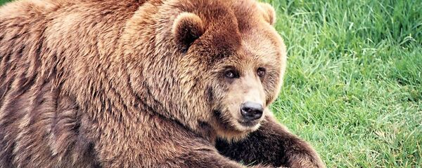 Brown bear - Sputnik International