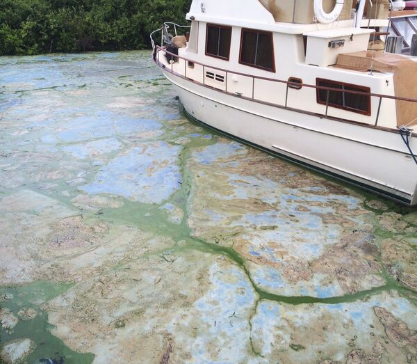 Florida Toxic Algae - July 2016 Florida Toxic Algae - July 2016 - Sputnik International