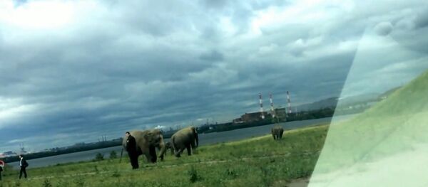 Elephants Elephants - Sputnik International