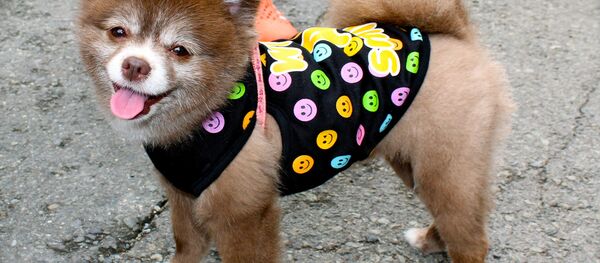 Puppy Puppy - Sputnik International