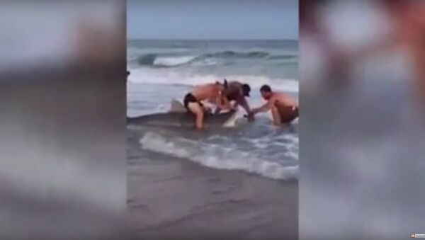 Moment!! Giant Tiger Shark Caught and Released at North Topsail Beach - Sputnik International