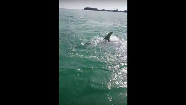 Hammerhead Shark attack on a Free swimming Tarpon! - Sputnik International